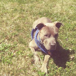 Meet your Posher, Troy